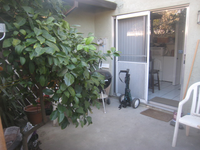 patio with lemon tree
