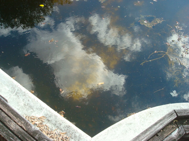 GREEN POOL