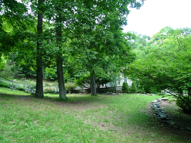 treed backyard