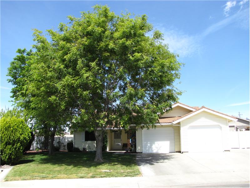 Mature trees