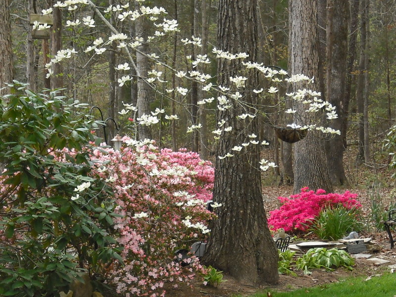 Early spring dogwoods and azaleas