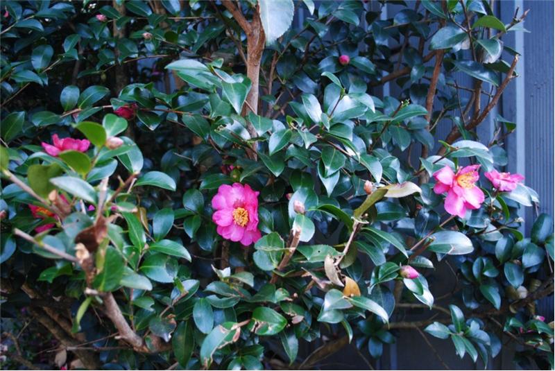 Camellia blooming