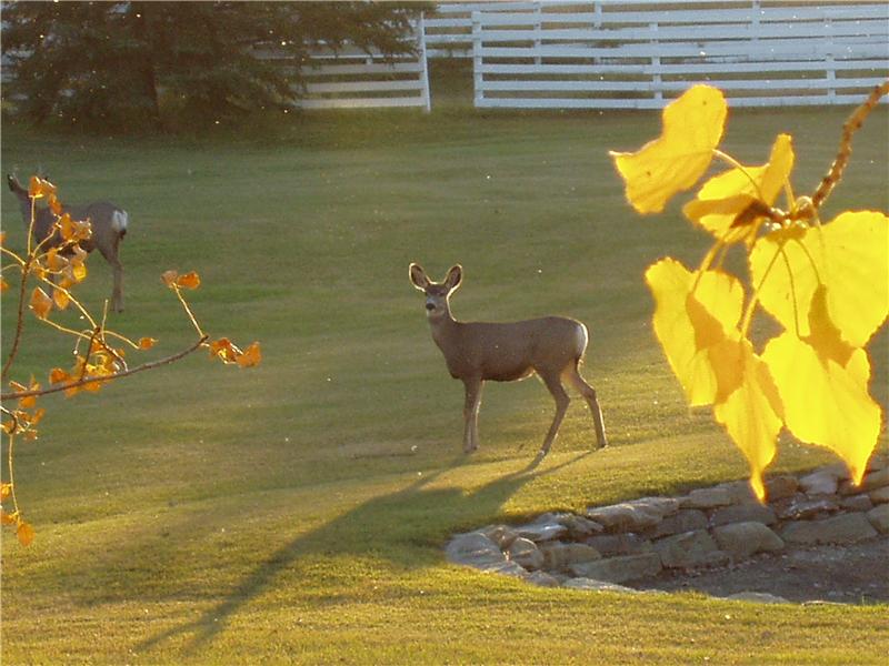 Deers are quiet neighbours.