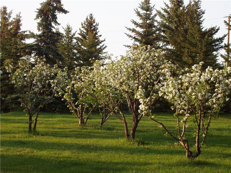 Apple trees.