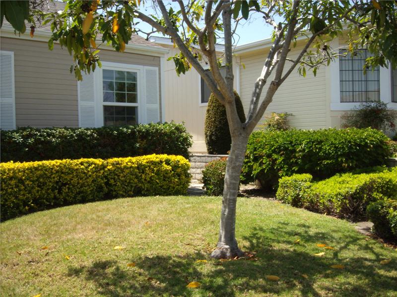 Beautiful front yard