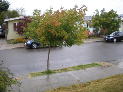 1324 67th St. Berkeley Home For Sale