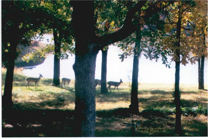 Wildlife