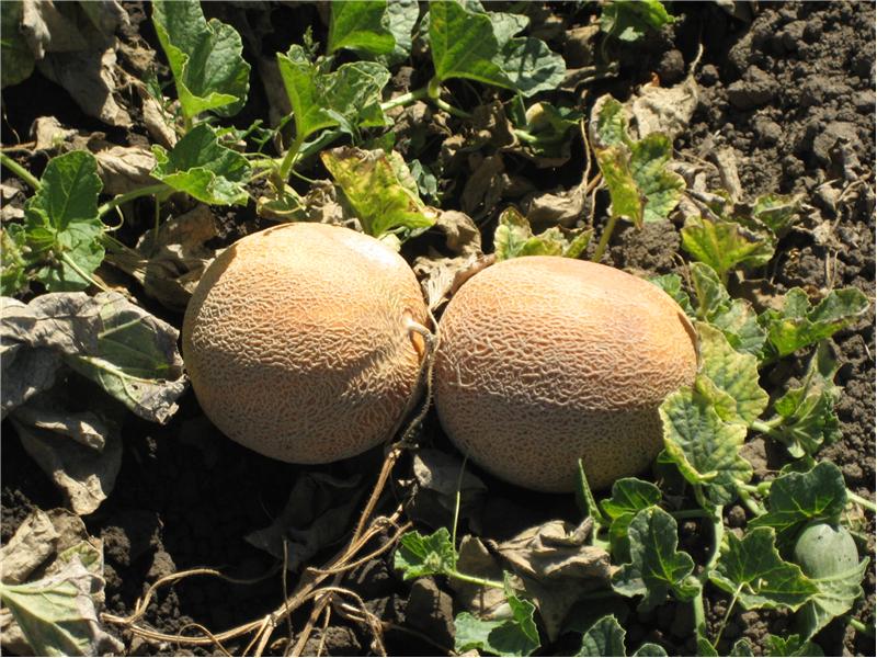 Locally Grown Cantaloupe