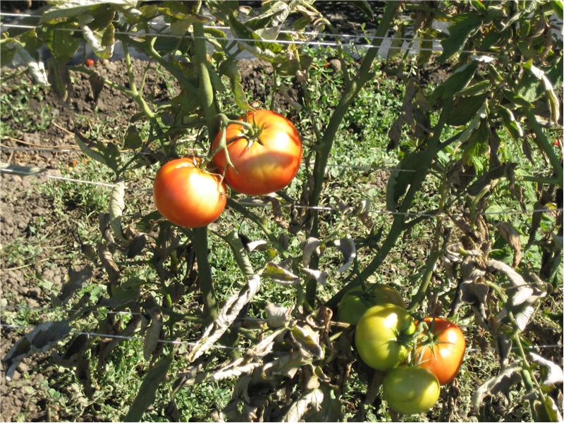 Fresh Tomatoes - Locally Grown