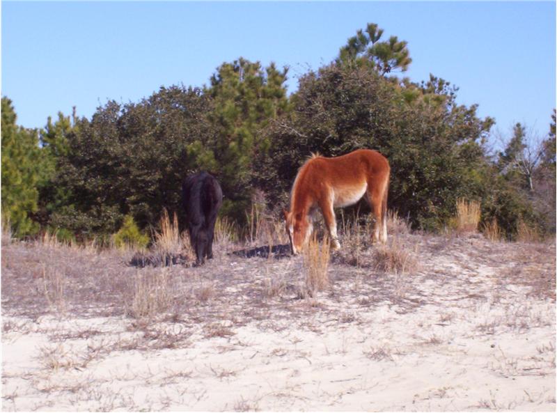 and the Corolla Wild Horses