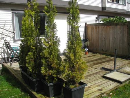 Backyard with huge sundeck