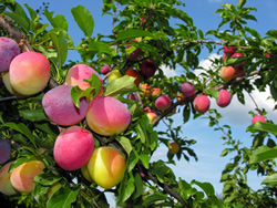 Organic Fruit Orchard