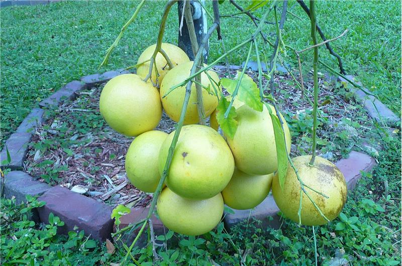 Grapefruit just waiting for your breakfast