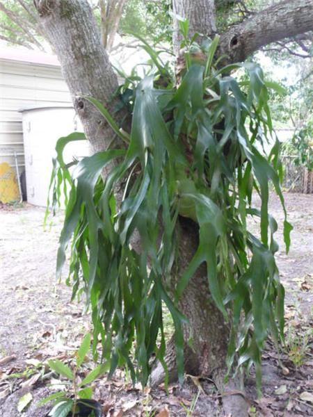 Staghorn Fern in one of the trees