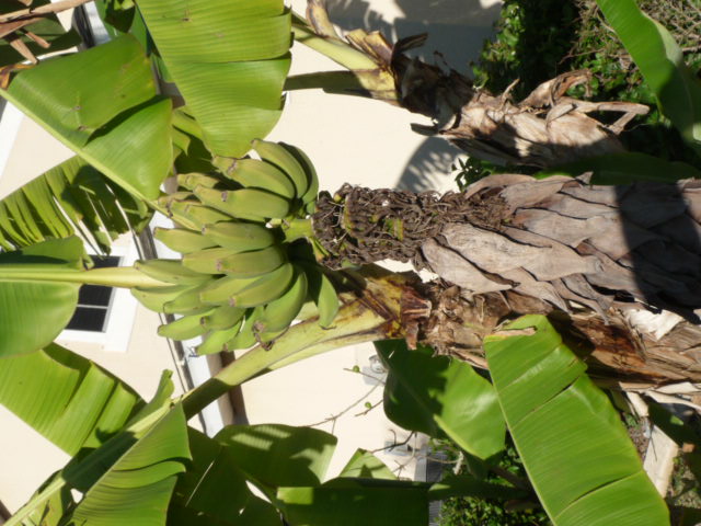 Bananas in your front yard